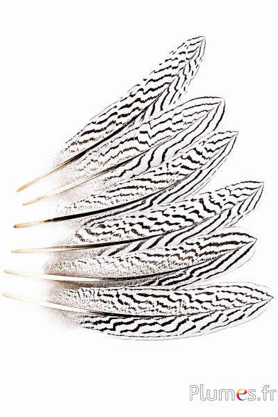 Zilverfazant - 20-25 cm - wit-zwart-natuurlijk